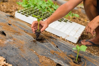 Figura illustrativa Società Cooperativa Agricola Desirè