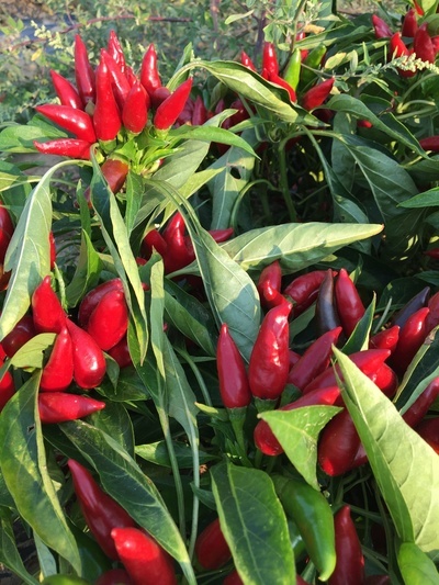 Figura illustrativa Il Contadino di Pala Ottavio