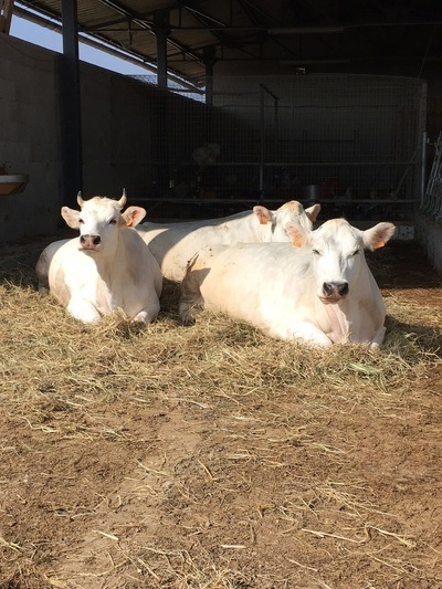 Figura illustrativa Il Contadino di Pala Ottavio