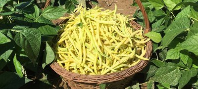 Figura illustrativa Il Contadino di Pala Ottavio