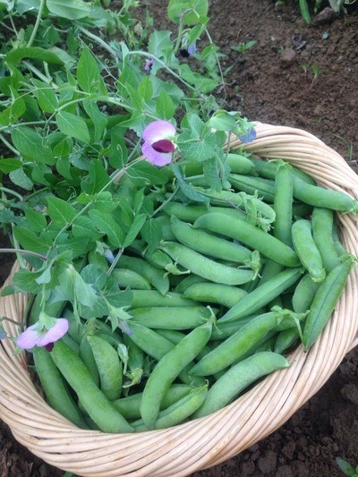 Figura illustrativa Il Contadino di Pala Ottavio