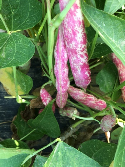 Figura illustrativa Il Contadino di Pala Ottavio