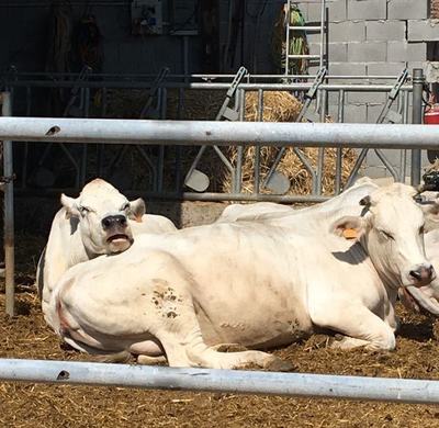 Figura illustrativa Il Contadino di Pala Ottavio