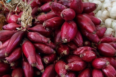 Figura illustrativa Gala Fruit Srl