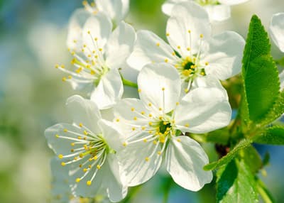 Figura illustrativa Na.Or. Group S.n.c. di Bozza Francesco Pietro & C.