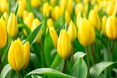 Figura illustrativa Na.Or. Group S.n.c. di Bozza Francesco Pietro & C.