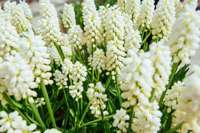 Figura illustrativa Na.Or. Group S.n.c. di Bozza Francesco Pietro & C.