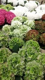 miniatura Na.Or. Group S.n.c. di Bozza Francesco Pietro & C. 