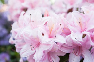 Figura illustrativa Fiori Gallaratese