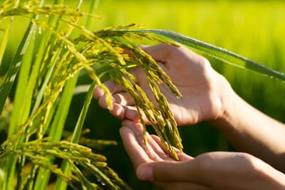 Figura illustrativa Io & Bio