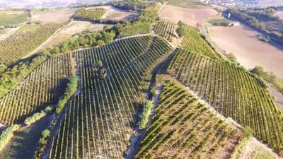 Figura illustrativa Azienda Agricola Casalone Paolo