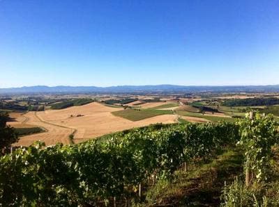 Figura illustrativa Azienda Agricola Casalone Paolo