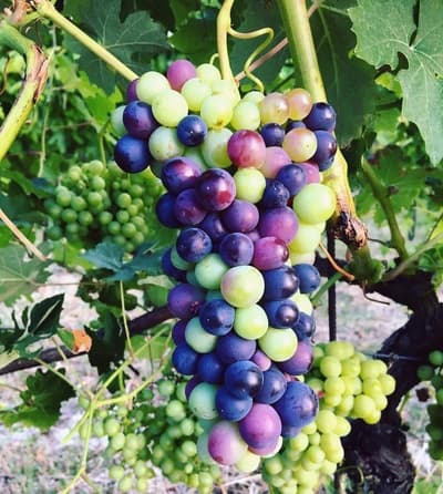 Figura illustrativa Azienda Agricola Casalone Paolo