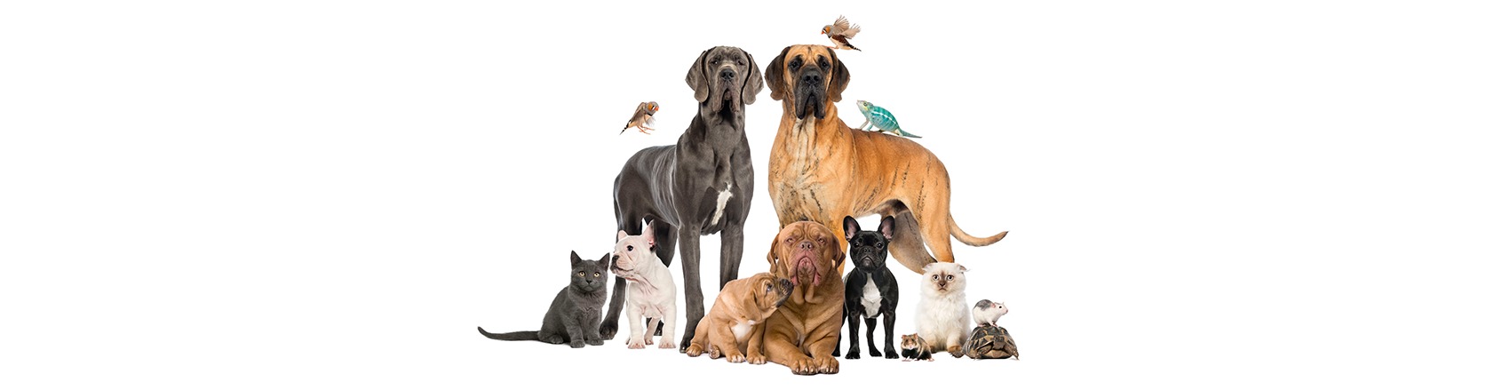 Figura illustrativa PuppyPlanet TuttaNatura