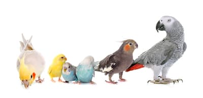 Figura illustrativa PuppyPlanet TuttaNatura