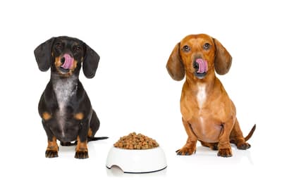 Figura illustrativa PuppyPlanet TuttaNatura