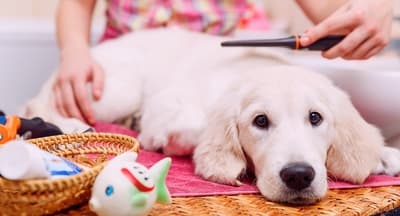 Figura illustrativa Quattro Zampe in Bellezza