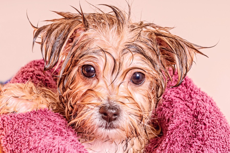 Figura illustrativa Quattro Zampe in Bellezza