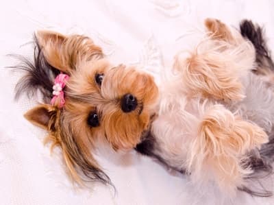 Figura illustrativa Quattro Zampe in Bellezza