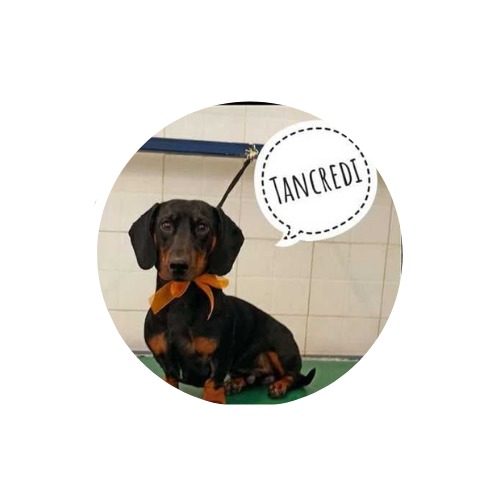 Figura illustrativa Amici con la Coda by Giudy