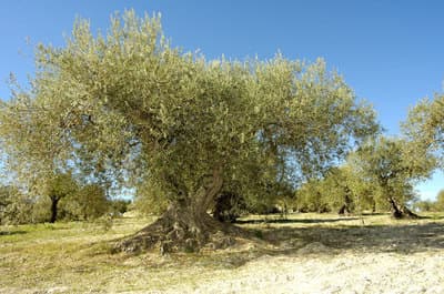 Figura illustrativa Gatto Frantoio di Gatto Biagio