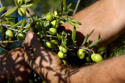 Figura illustrativa Gatto Frantoio di Gatto Biagio