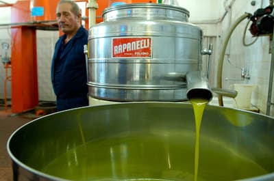 Figura illustrativa Gatto Frantoio di Gatto Biagio