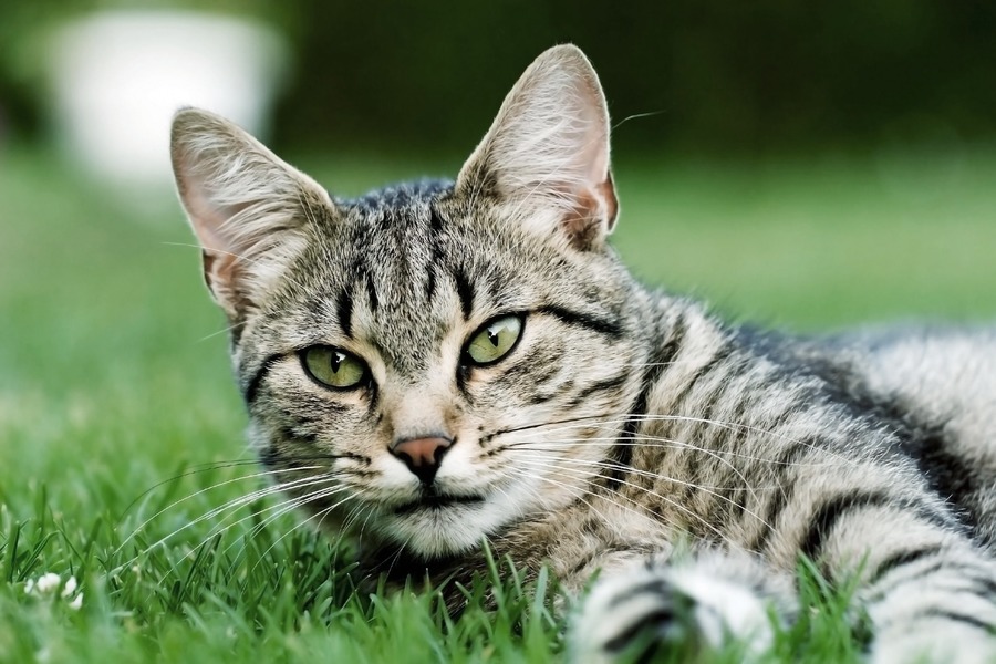 Figura illustrativa A.Mici.Cani di Vimercati Luca Gianni