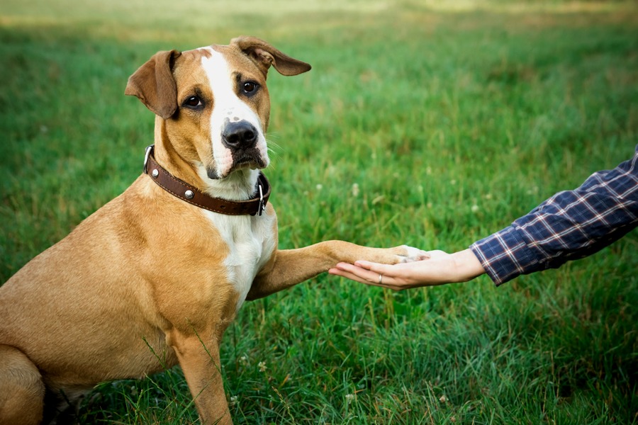 Figura illustrativa A.Mici.Cani di Vimercati Luca Gianni