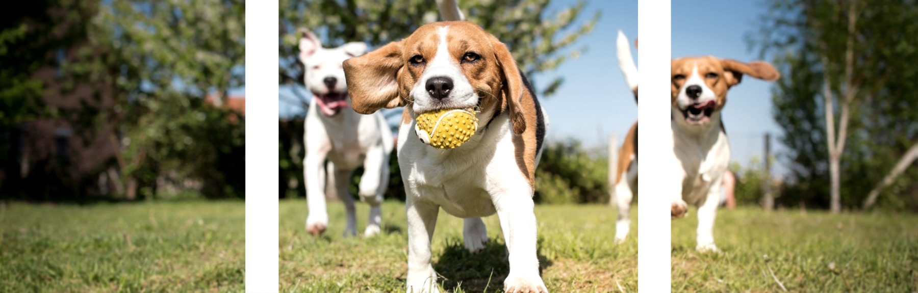 Figura illustrativa A.Mici.Cani di Vimercati Luca Gianni