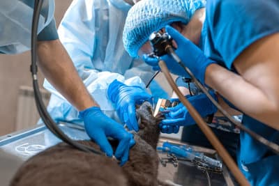 Figura illustrativa Ambulatorio Centro Veterinario Darwin