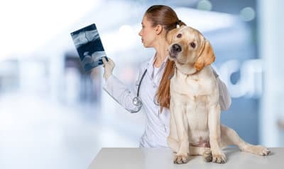 Figura illustrativa Ambulatorio Centro Veterinario Darwin