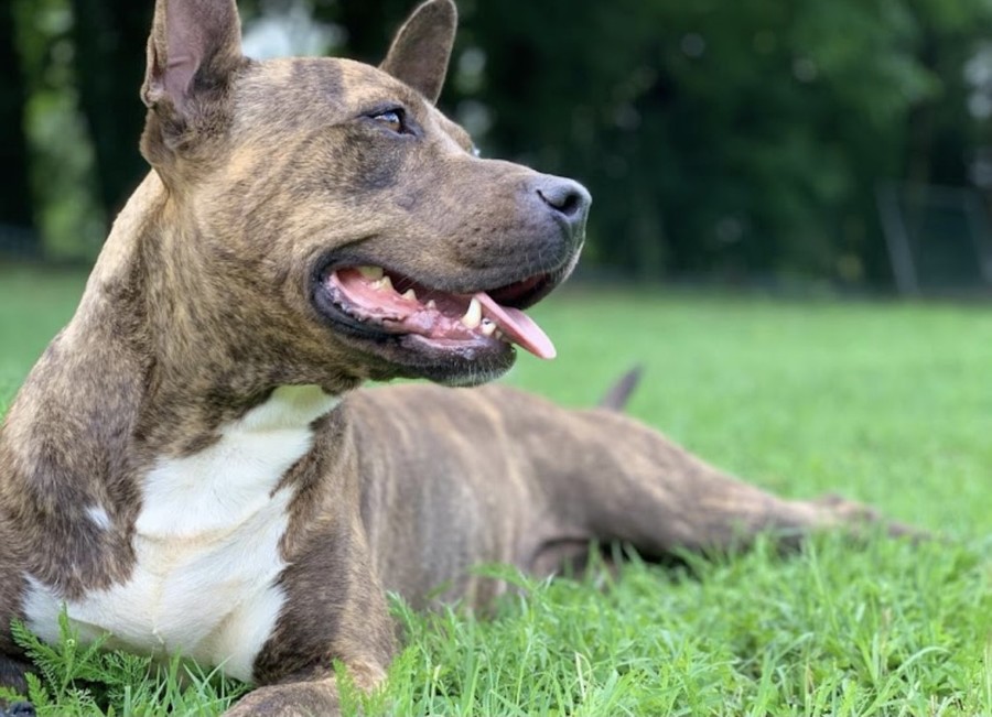 Figura illustrativa Pensione La Brughiera