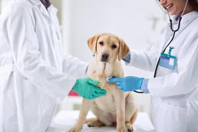 Figura illustrativa Clinica Veterinaria Dott.ssa Chiara Zanoni