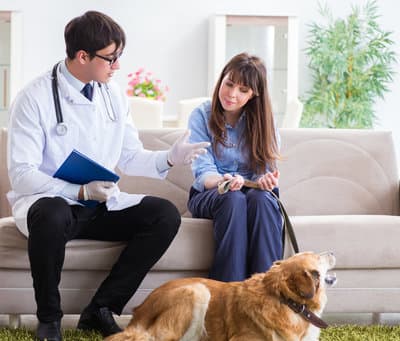 Figura illustrativa Ambulatorio Veterinario Gazzada