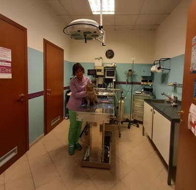 Figura illustrativa Clinica Veterinaria Dott.ssa Chiara Zanoni