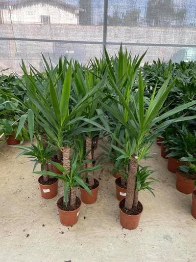 Figura illustrativa M. & C. Garden