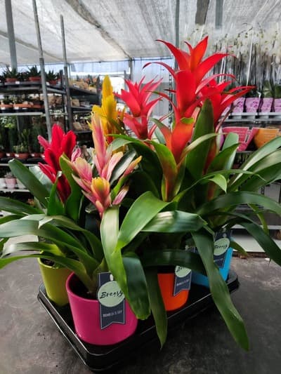 Figura illustrativa M. & C. Garden