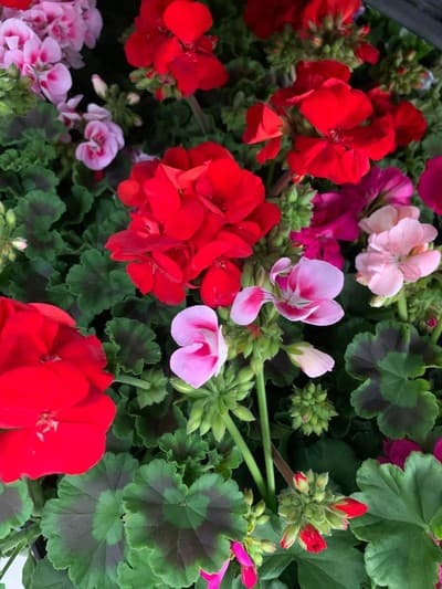 Figura illustrativa M. & C. Garden