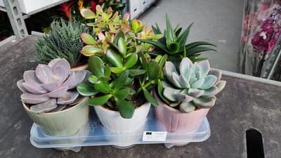 Figura illustrativa M. & C. Garden