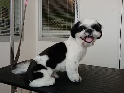 Figura illustrativa La Toletta di Buzzavo Paola