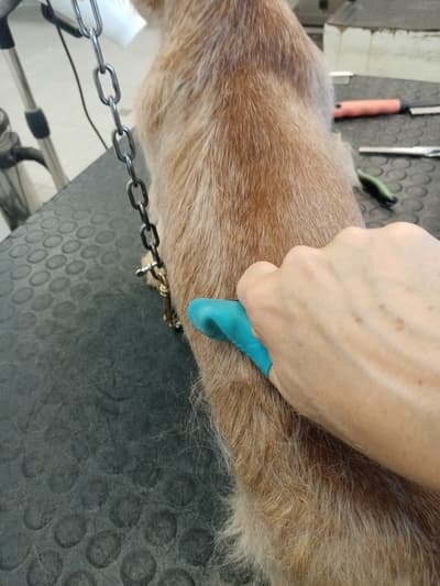 Figura illustrativa La Toletta di Buzzavo Paola