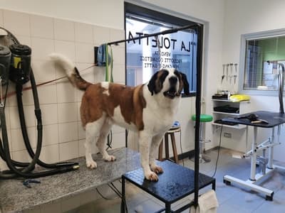 Figura illustrativa La Toletta di Buzzavo Paola