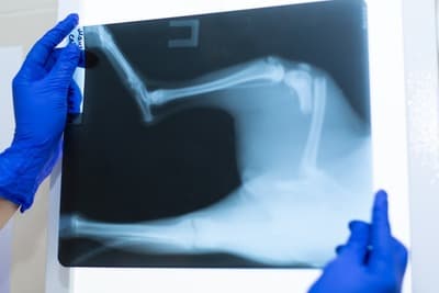 Figura illustrativa Nava Graziano