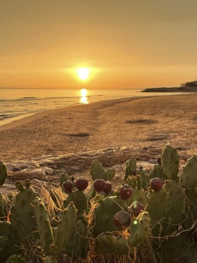 Figura illustrativa Sicilia Elite