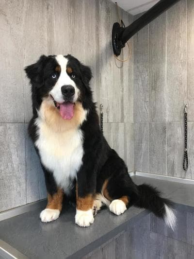 Figura illustrativa Norvet Service