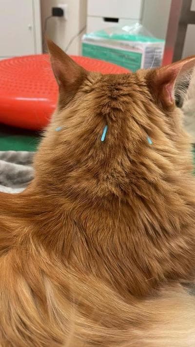 Figura illustrativa La Fenice Sport &Rehab nasce da un ‘idea di unire piu’ forze professionali