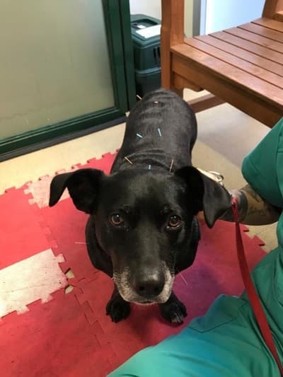 Figura illustrativa La Fenice Sport &Rehab nasce da un ‘idea di unire piu’ forze professionali