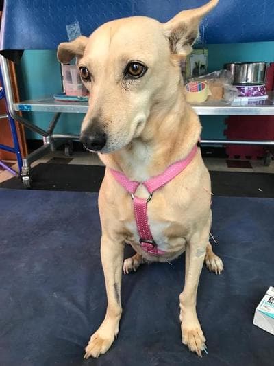 Figura illustrativa La Fenice Sport &Rehab nasce da un ‘idea di unire piu’ forze professionali