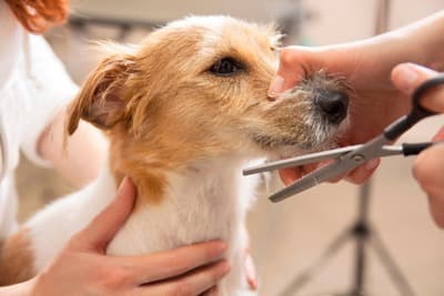 Figura illustrativa Pet Salon di Beretta Aurora